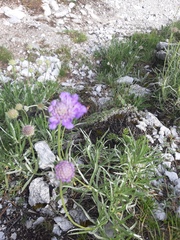 Scabiosa lucida