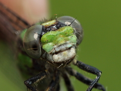 Ophiogomphus carolus