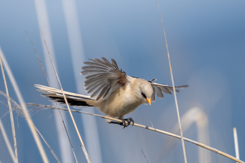 Bearded Reedling