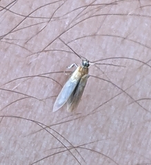 Batia lunaris