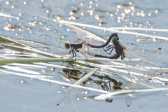 Leucorrhinia intermedia