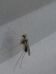 Dactylomyia lateralis