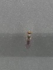 Dactylomyia lateralis