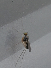 Dactylomyia lateralis