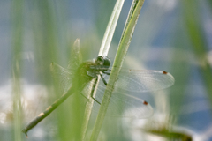 Leucorrhinia intermedia