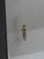Dactylomyia lateralis