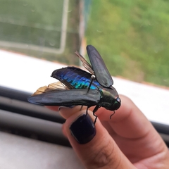 Colobogaster