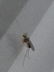 Dactylomyia lateralis