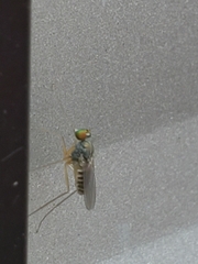 Dactylomyia lateralis