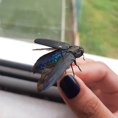 Colobogaster