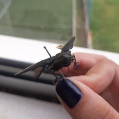 Colobogaster