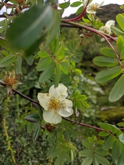 Rosa sericea