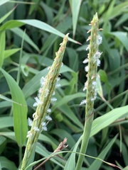 Ischaemum aristatum