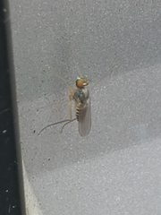 Dactylomyia lateralis