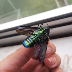 Colobogaster