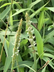 Ischaemum aristatum