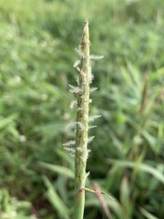 Ischaemum aristatum