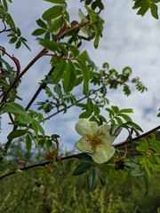 Rosa sericea