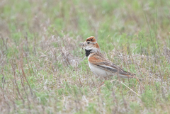 Melanocorypha mongolica