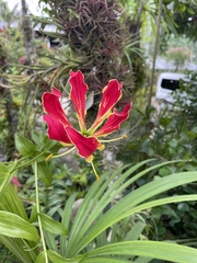 Gloriosa superba