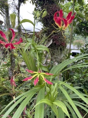 Gloriosa superba