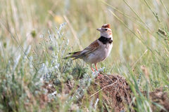 Melanocorypha mongolica