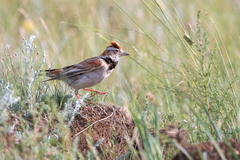 Melanocorypha mongolica
