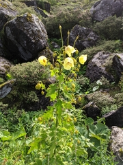 Meconopsis paniculata