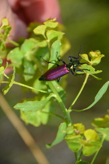 Lytta nuttalli