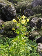 Meconopsis paniculata