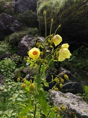 Meconopsis paniculata