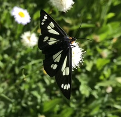 Gnophaela latipennis