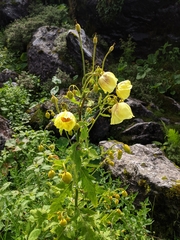 Meconopsis paniculata