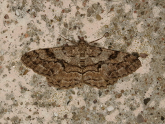 Peribatodes secundaria