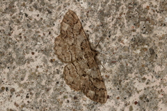 Peribatodes secundaria