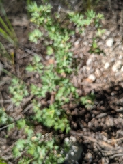 Dasiphora fruticosa