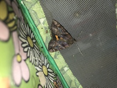 Catocala muliercula