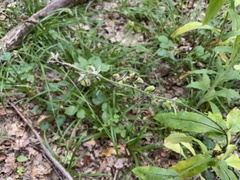 Cynoglossum germanicum