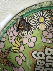 Catocala muliercula