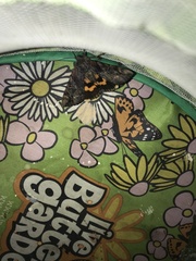 Catocala muliercula