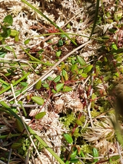 Vaccinium microcarpum