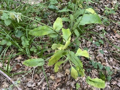 Cynoglossum germanicum