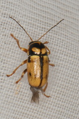 Cryptocephalus mariae