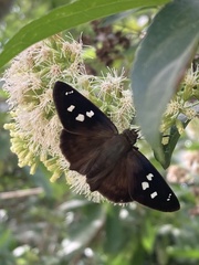 Polygonus leo arizonensis