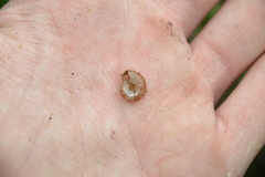 Aegopinella nitidula