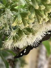 Polygonus leo arizonensis