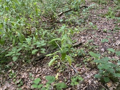 Cynoglossum germanicum