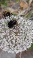 Bombus lapidarius