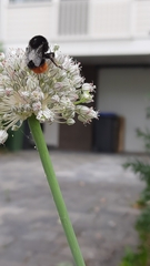 Bombus lapidarius