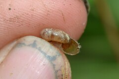 Aegopinella nitidula